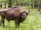 Puszcza Borecka, Puszcza Knyszyńska, Bieszczady - żubry wciąż śmiertelnie zagrożone